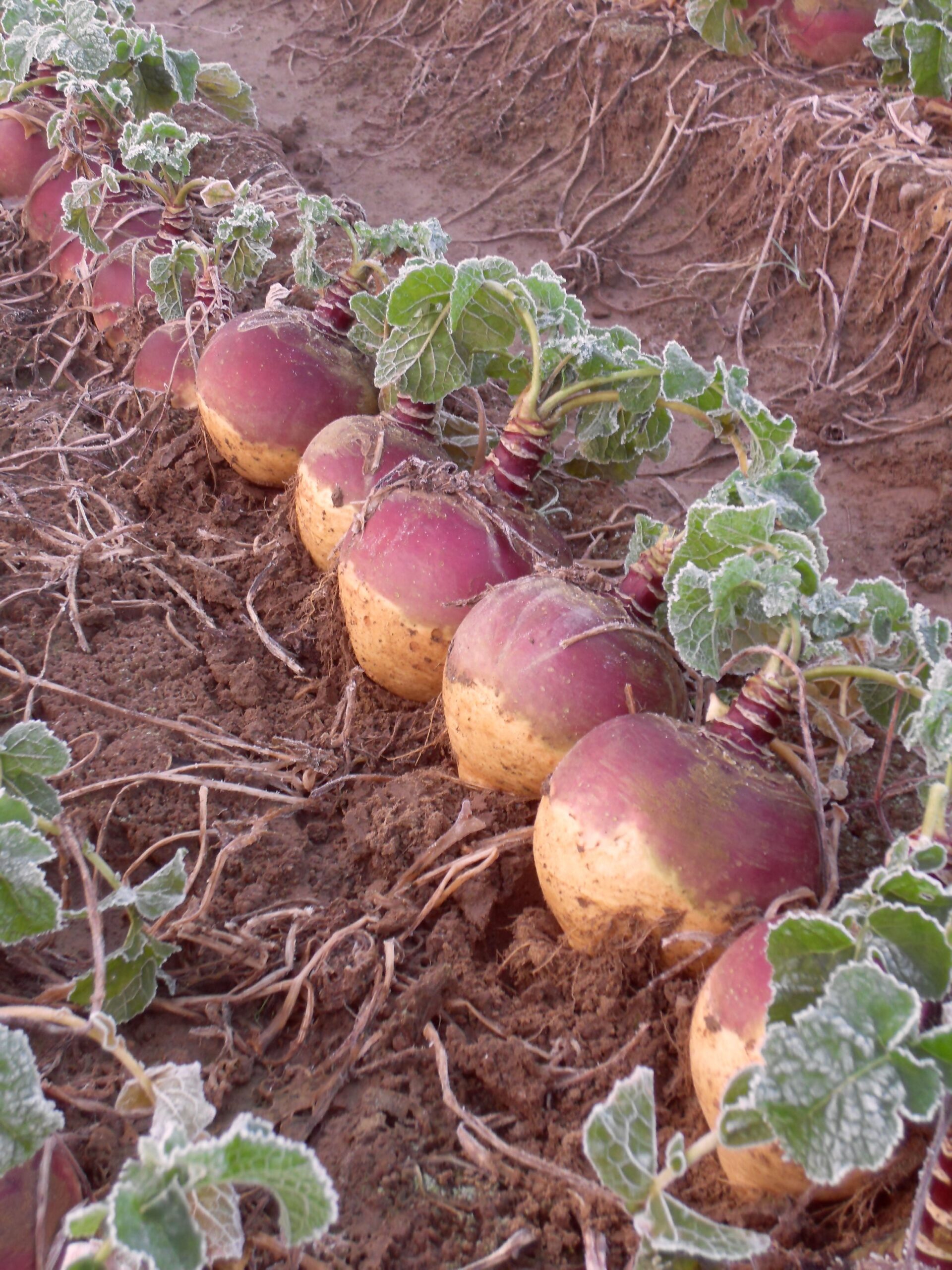 151_1-scaled-1.jpg