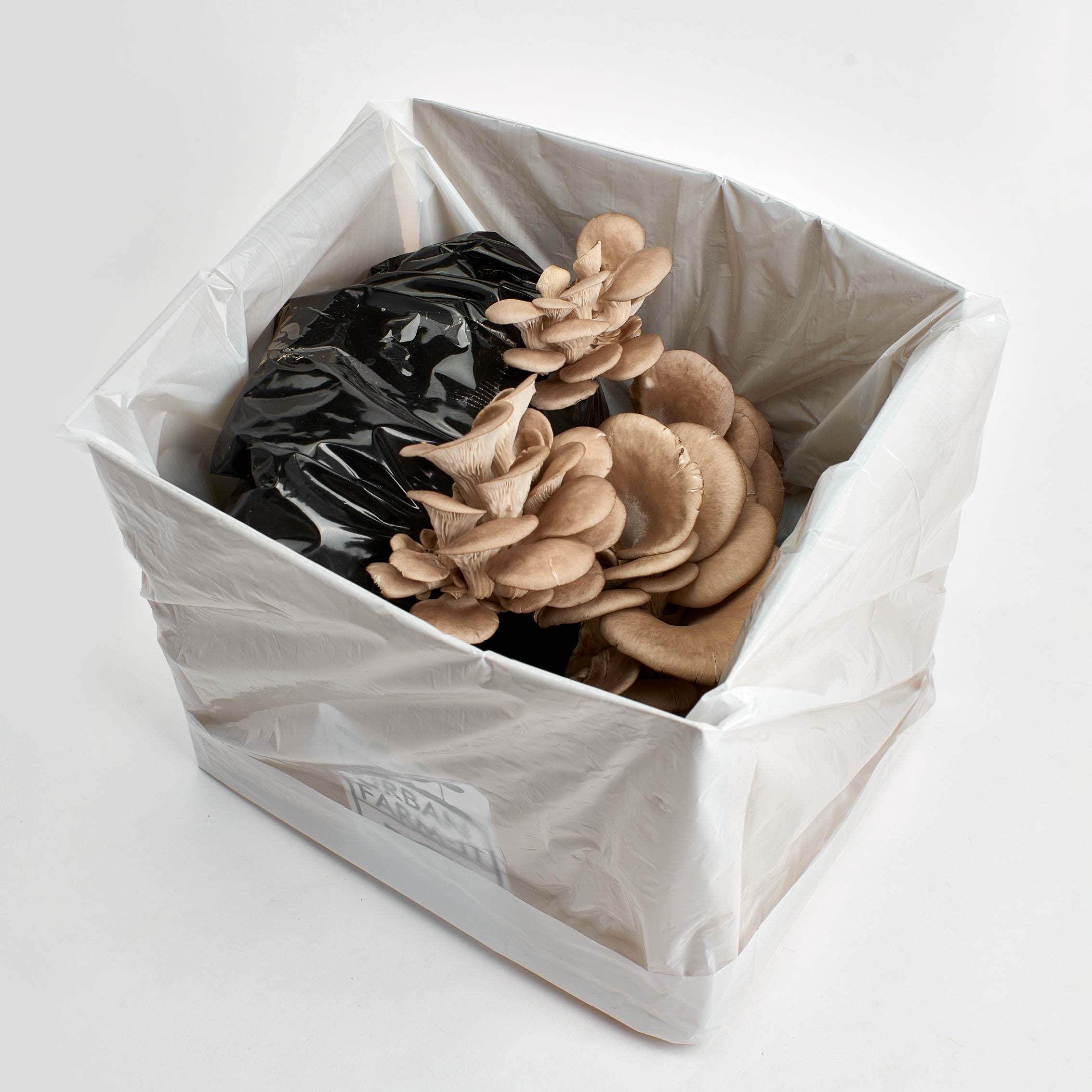1UrbanFarm-It_MushroomGrowKit_BlueGreyOyster_3.jpg