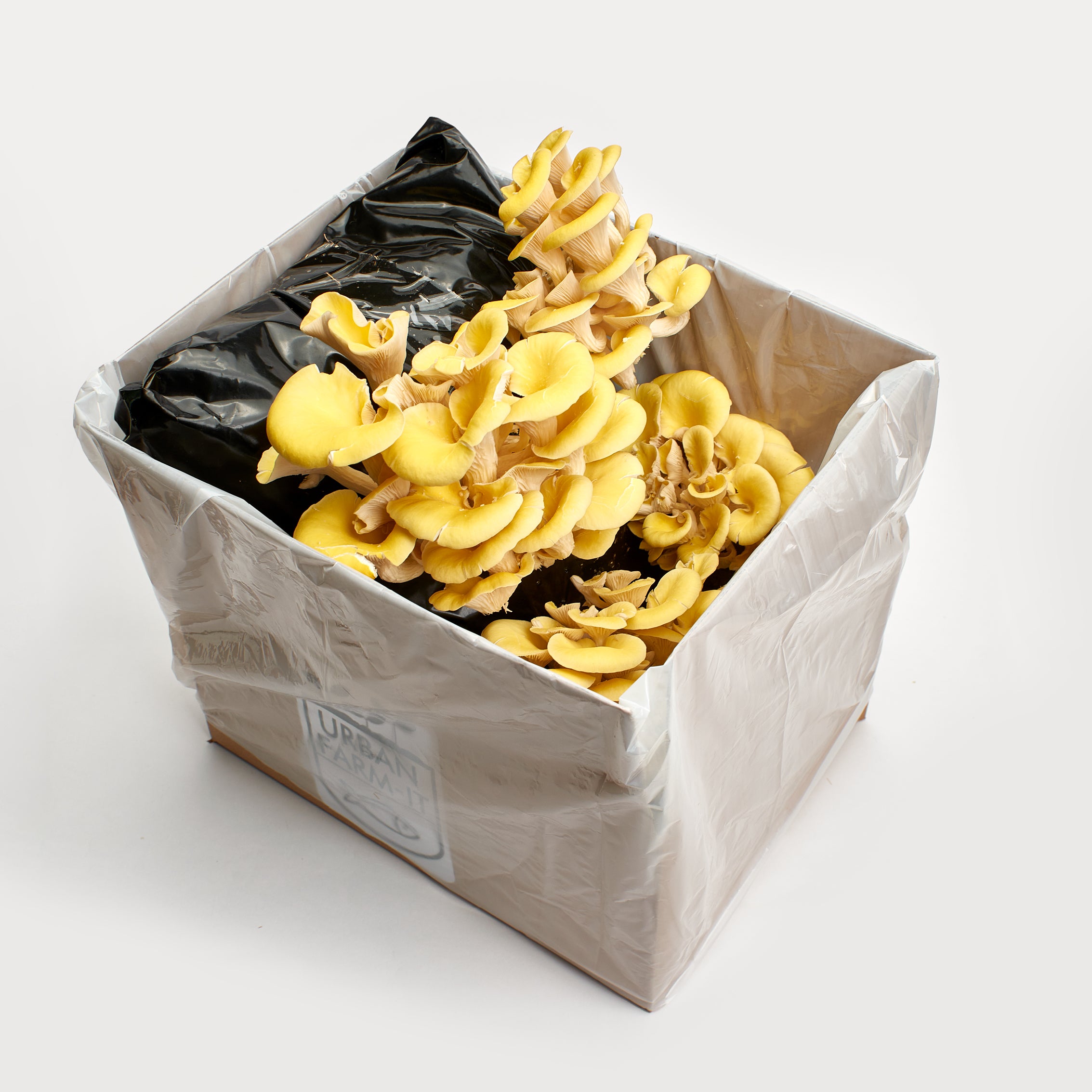 1UrbanFarm-It_MushroomGrowKit_GoldenOyster_3.jpg