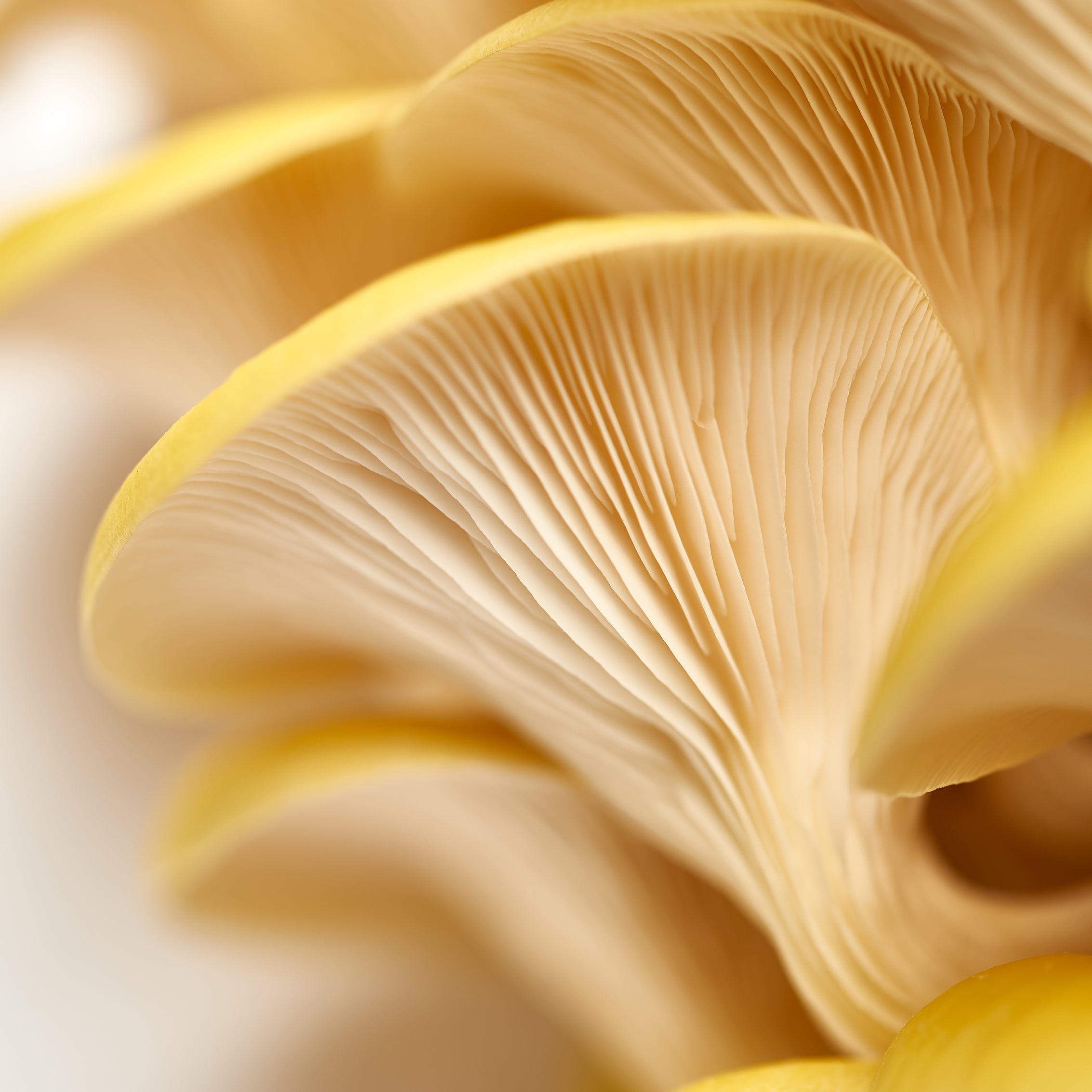 1UrbanFarm-It_MushroomGrowKit_GoldenOyster_9.jpg