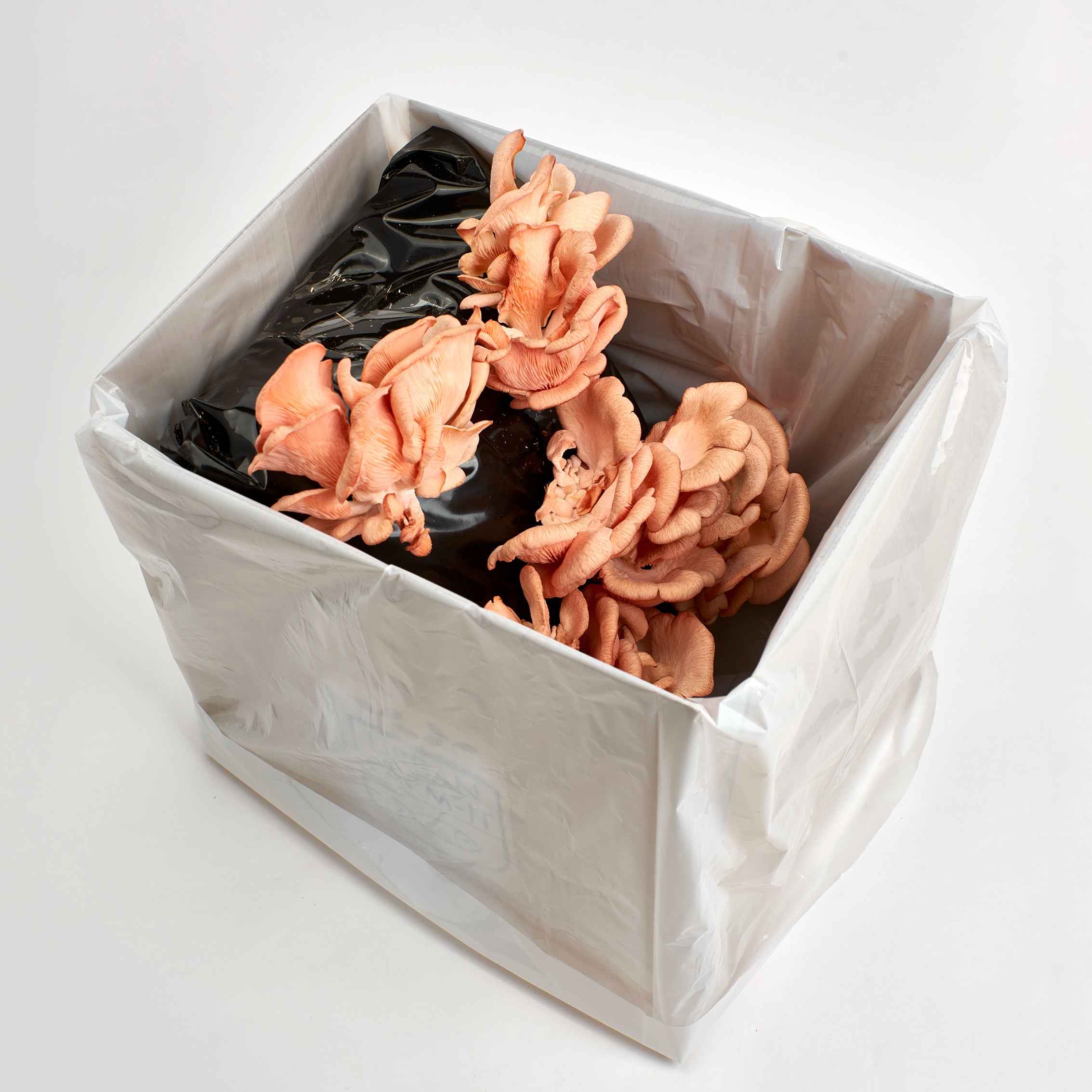 1UrbanFarm-It_MushroomGrowKit_PinkOyster_3.jpg