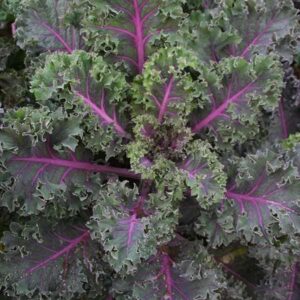 Kale Midnight Sun Seeds