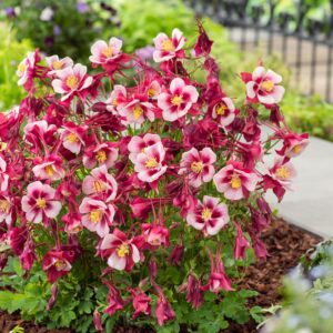 Aquilegia Earlybird Red and White Seeds