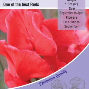 Kings Seeds Sweet Pea David Unwin 20 Seeds