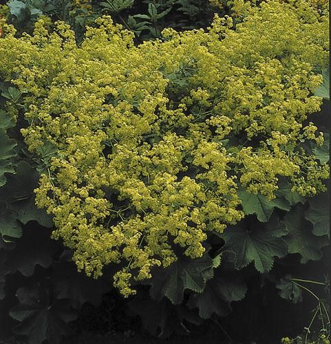 Alchemilla_Mollis_-_Irish_Silk_comp.jpg
