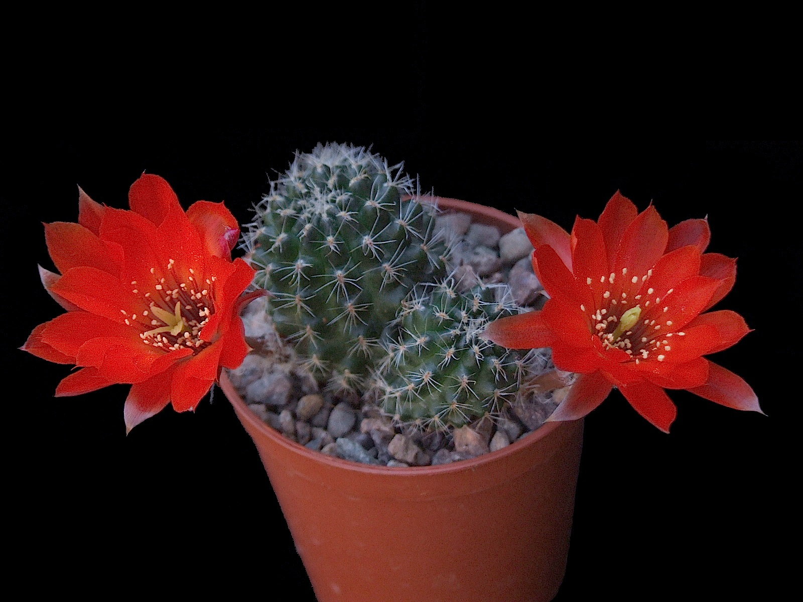 Aylosterasteinmannii.jpg