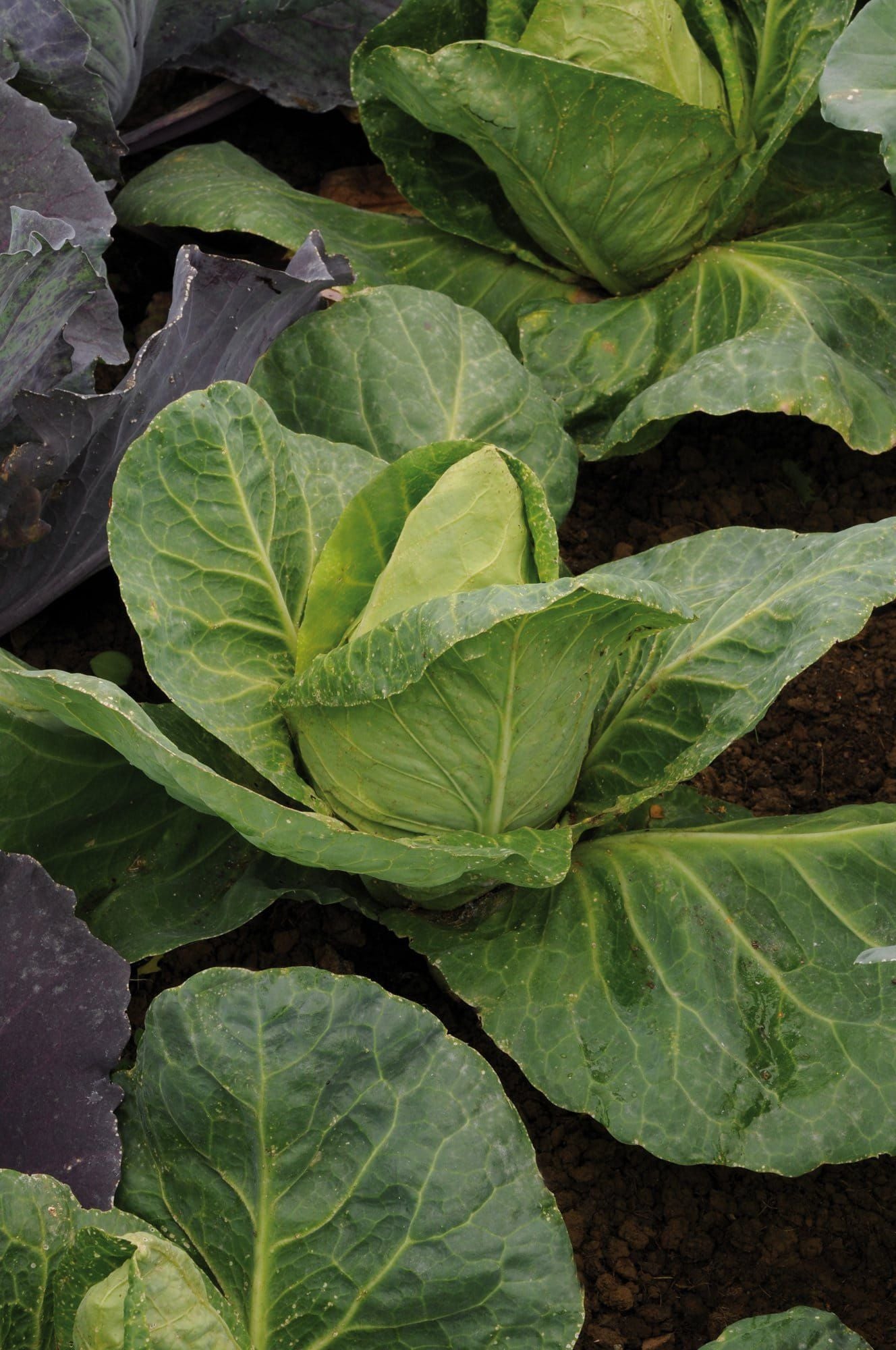 Cabbage_Duncan_comp_27076bf3-04a3-40a8-96f9-bbf7c62c749c.jpg