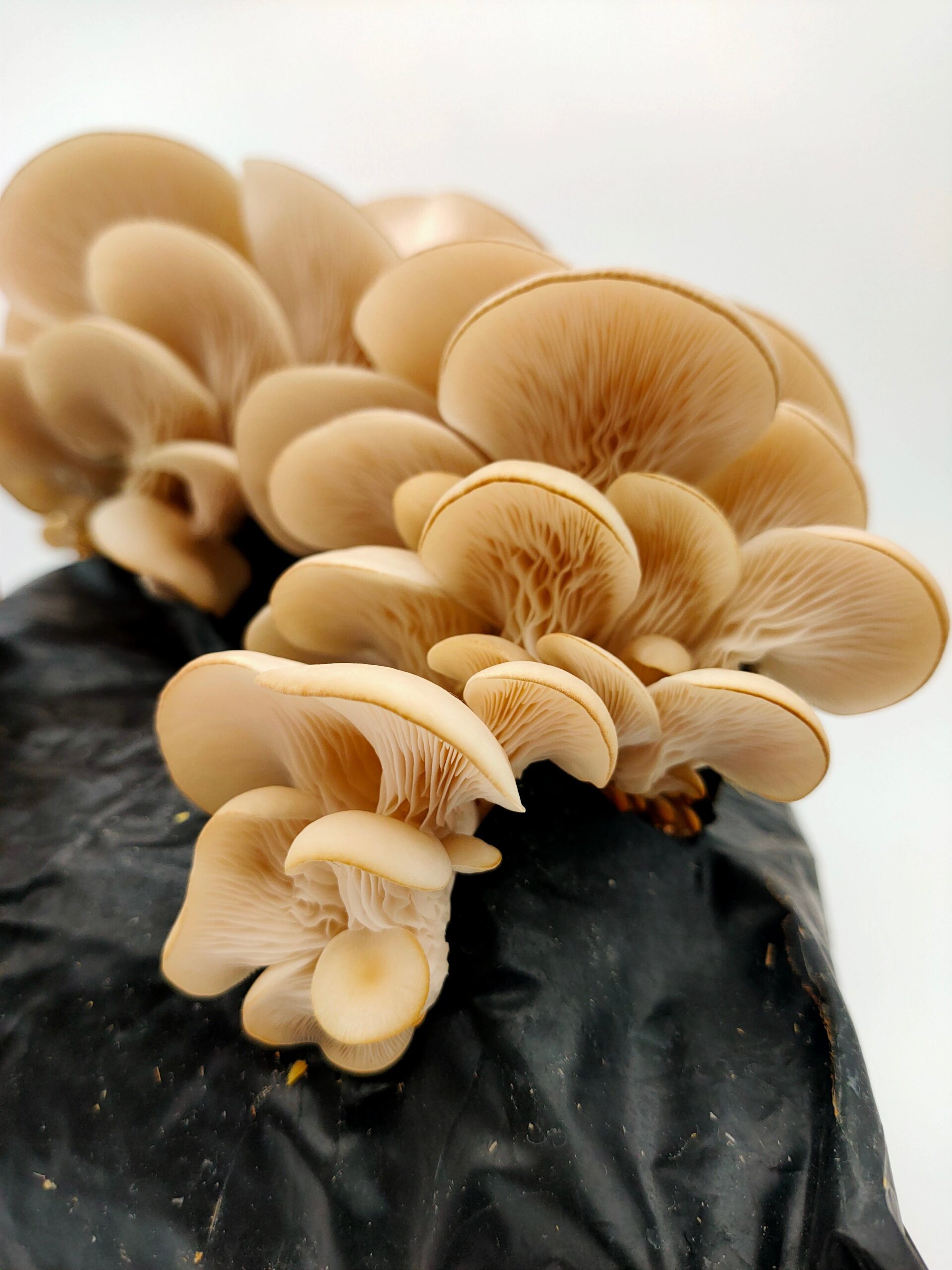 CloseUpWhiteElmOyster-scaled-1.jpg