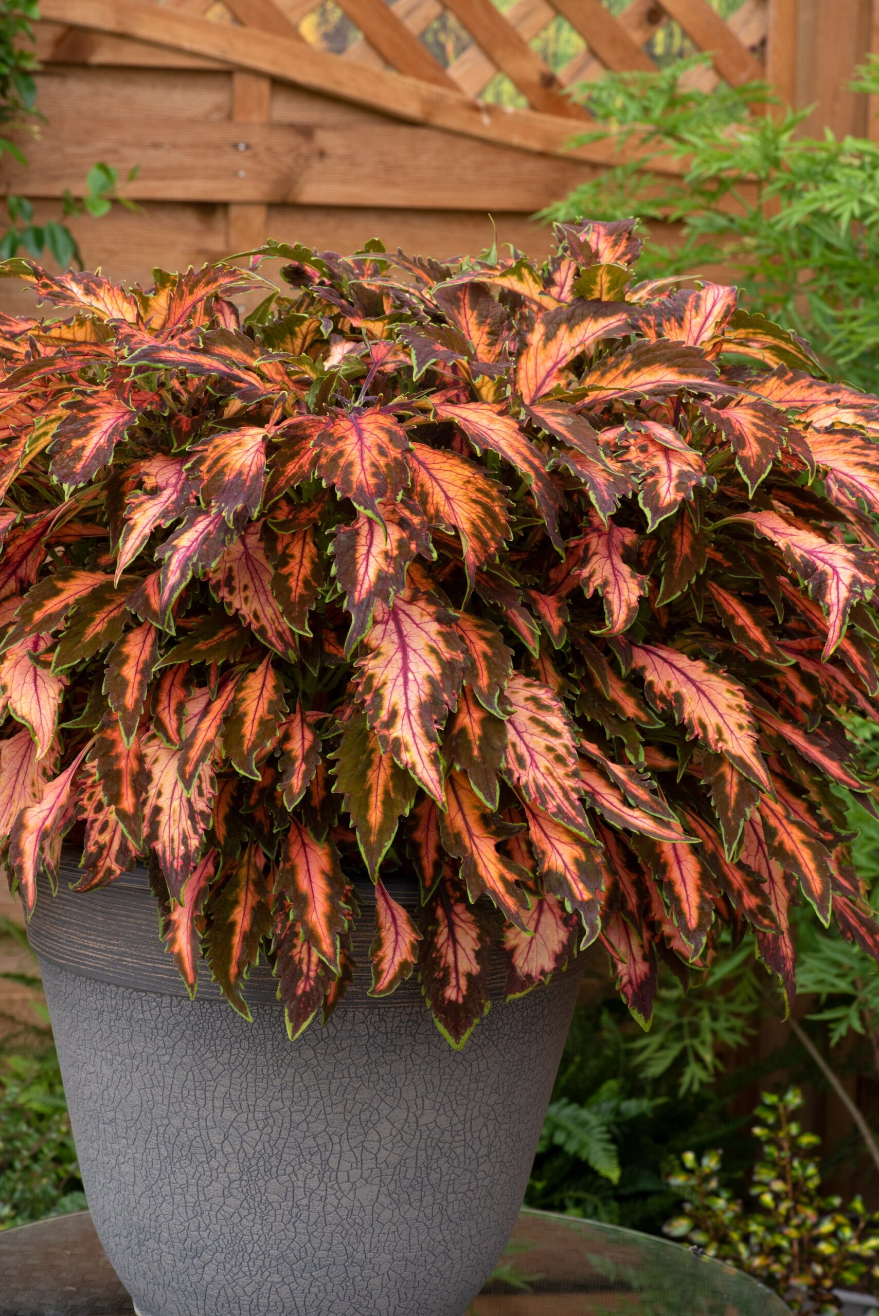 ColeusPremiumSunCoralCandyPink03-scaled-1.jpg