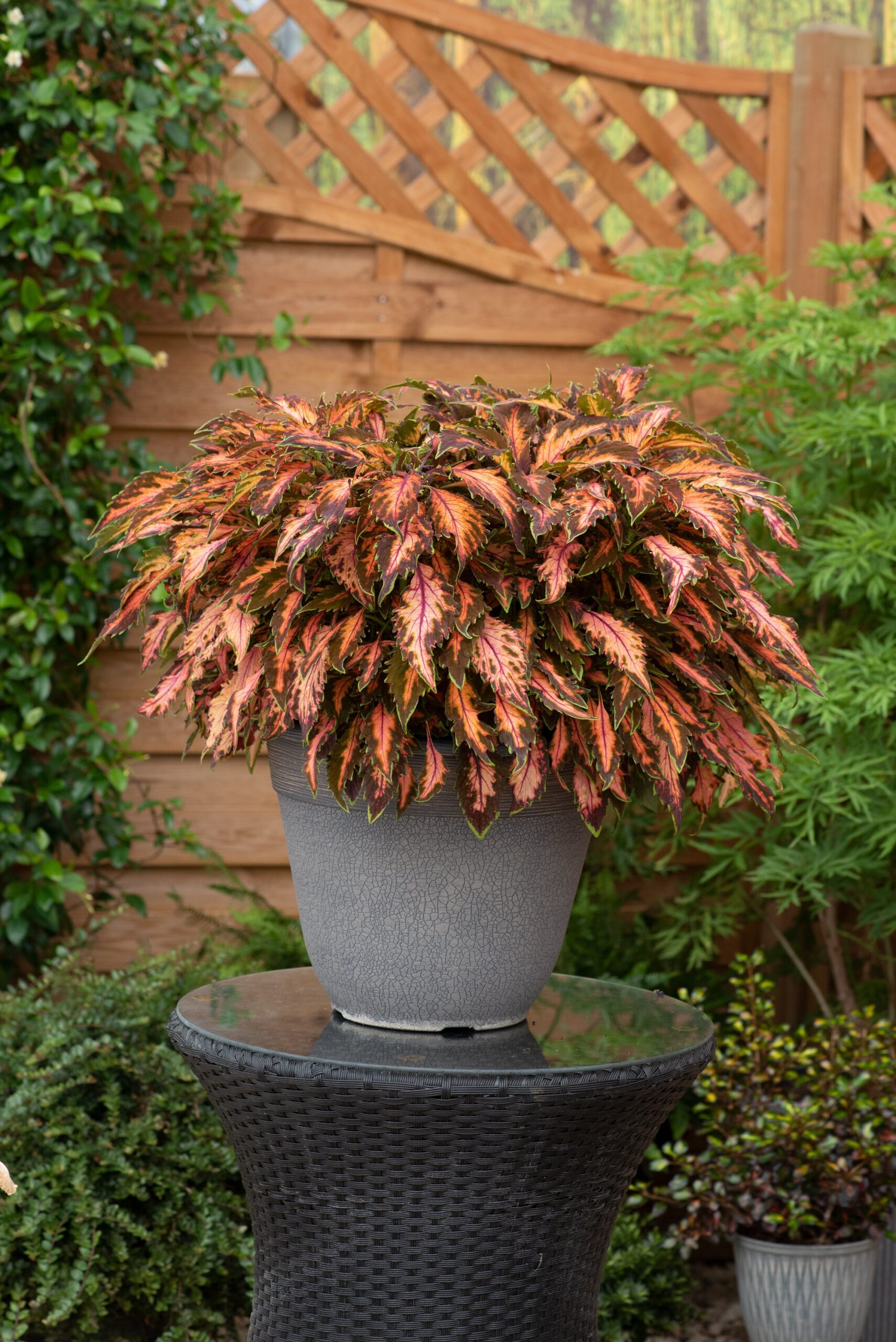 ColeusPremiumSunCoralCandyPink04-scaled-1.jpg