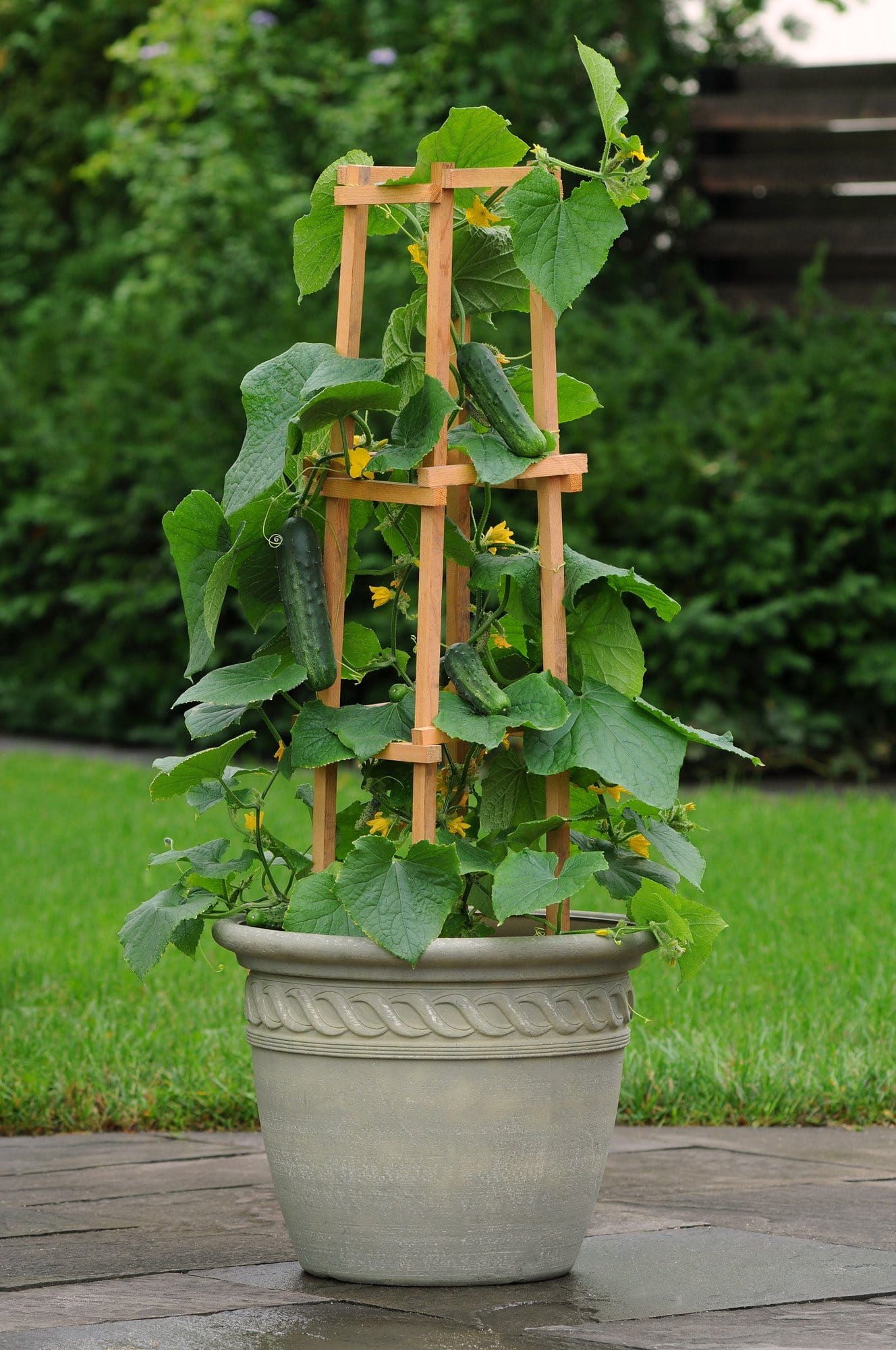 Cucumber_Patio_Snacker_02_comp_c878daf3-c357-40de-bfd3-94551c58959d.jpg