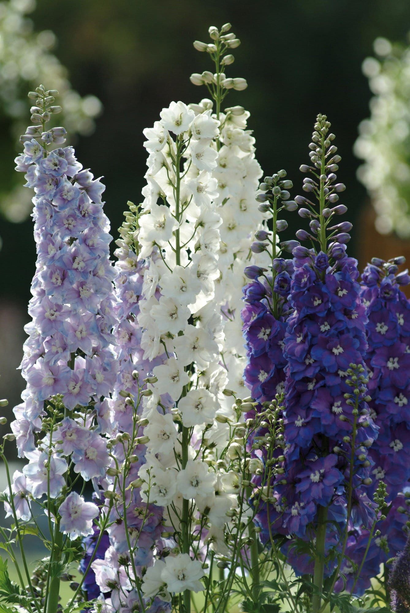 Delphinium_Guardian_Mixed_comp_bb709685-2974-4069-baa4-05331c0dd31f.jpg