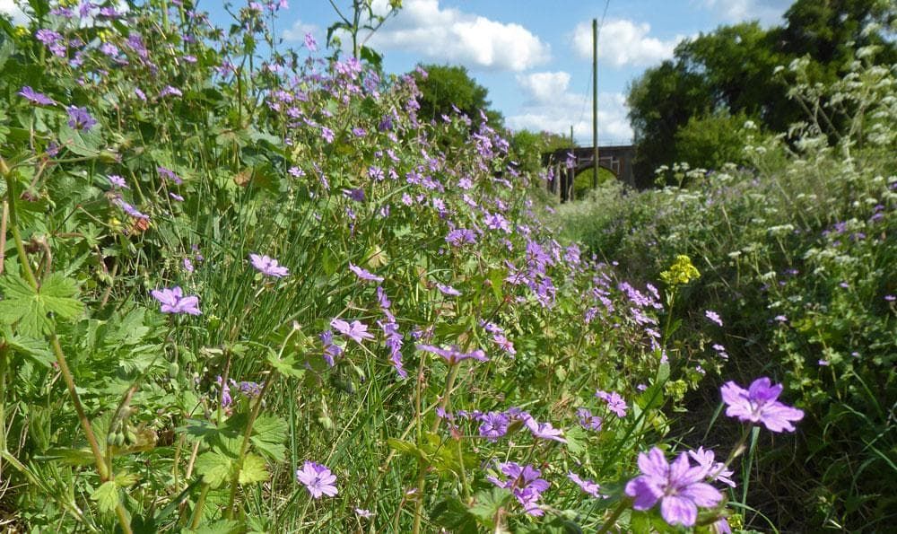 Geranium_Pyrenaicum_-_Hedgerow_Crane_s_Bill_comp_5fc17b38-101d-428f-a09e-1090ed300595.jpg