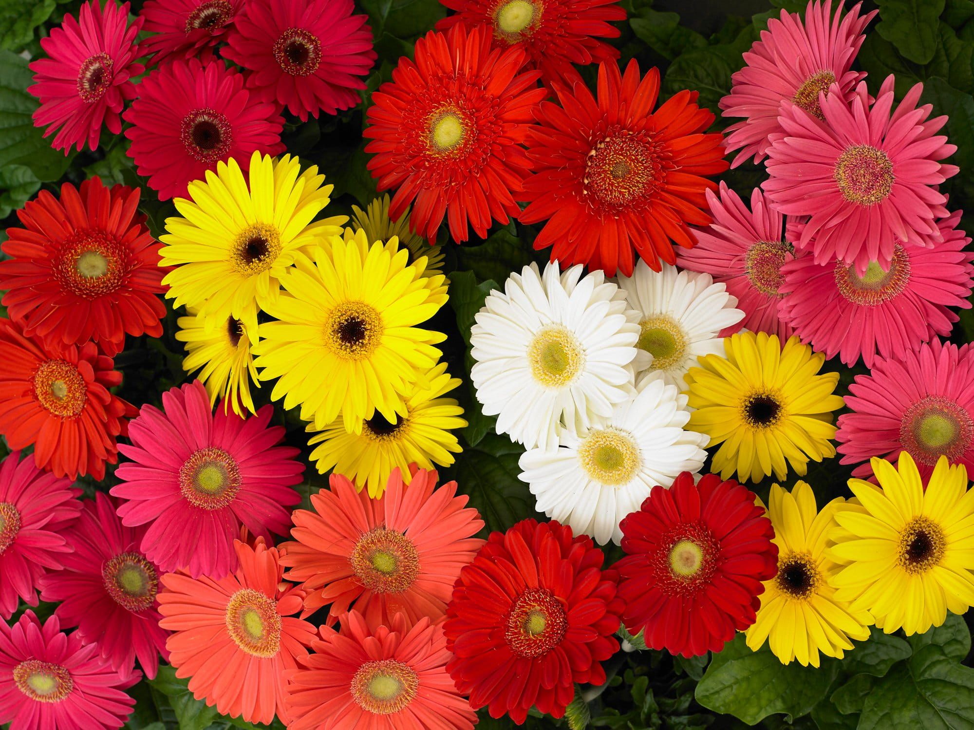 Gerbera_Mega_Revolution_Select_Mixed_01_comp_23a50d2b-5912-4f97-ad18-d3bcf302777a.jpg