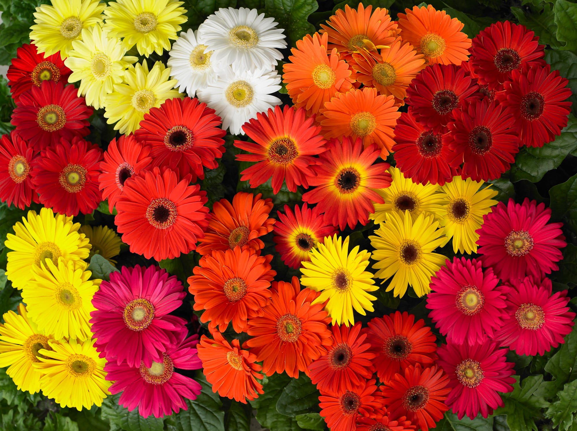 Gerbera_Revolution_Select_Mixed_01_comp_17120881-1b6c-4451-8aeb-d146c7631668.jpg