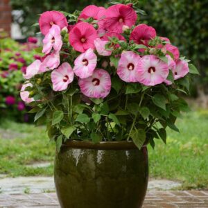 Hibiscus Luna Mix Seeds