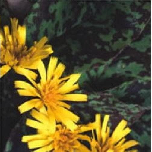 Hieracium_comp_39a596a2-cc1d-45f2-8bad-29187ad7a1a5.jpg