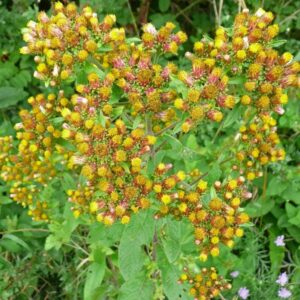 Inula Conyzae Ploughman's Spikenard Seeds