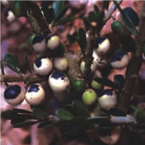 Melicytus_Obovatus_comp.jpg