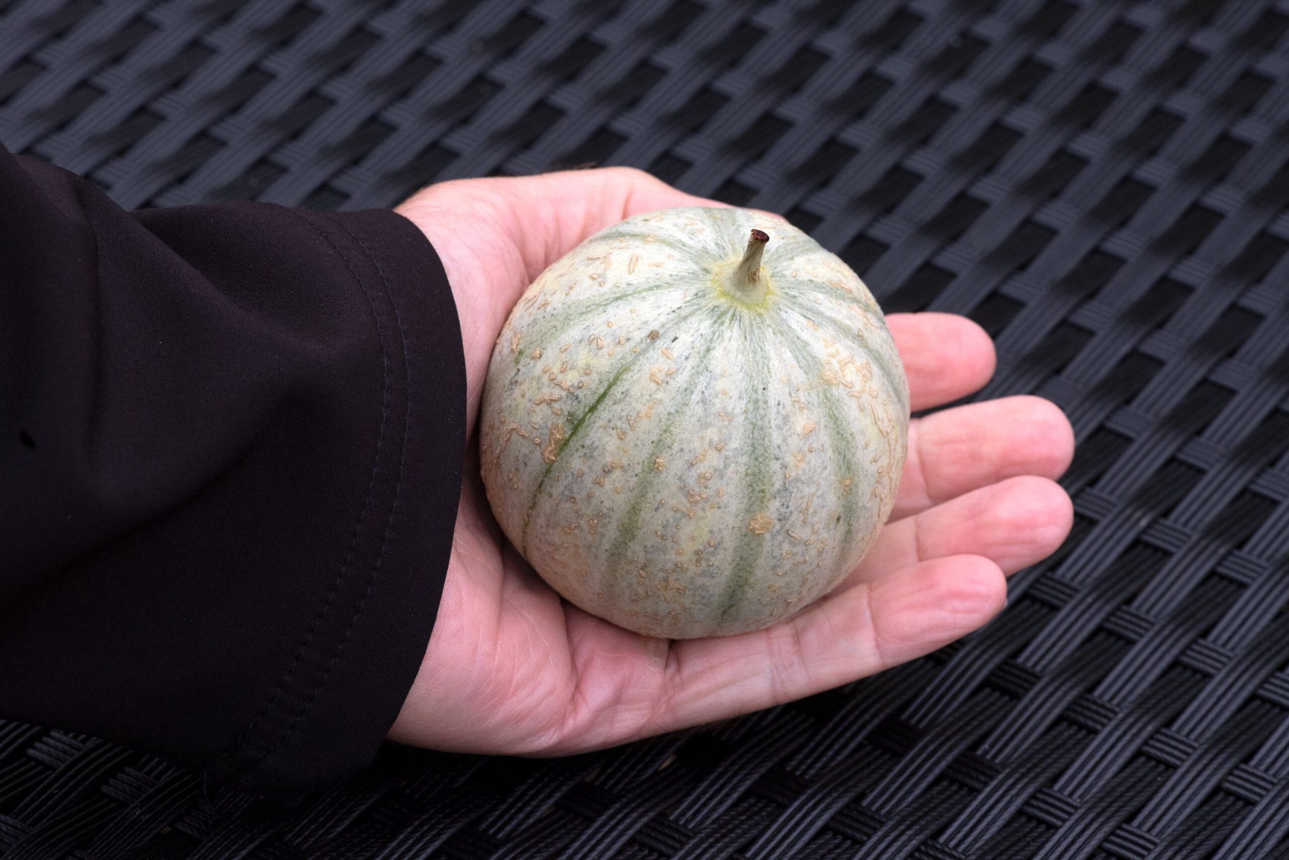 MelonFranceMiniature04-scaled-1.jpg