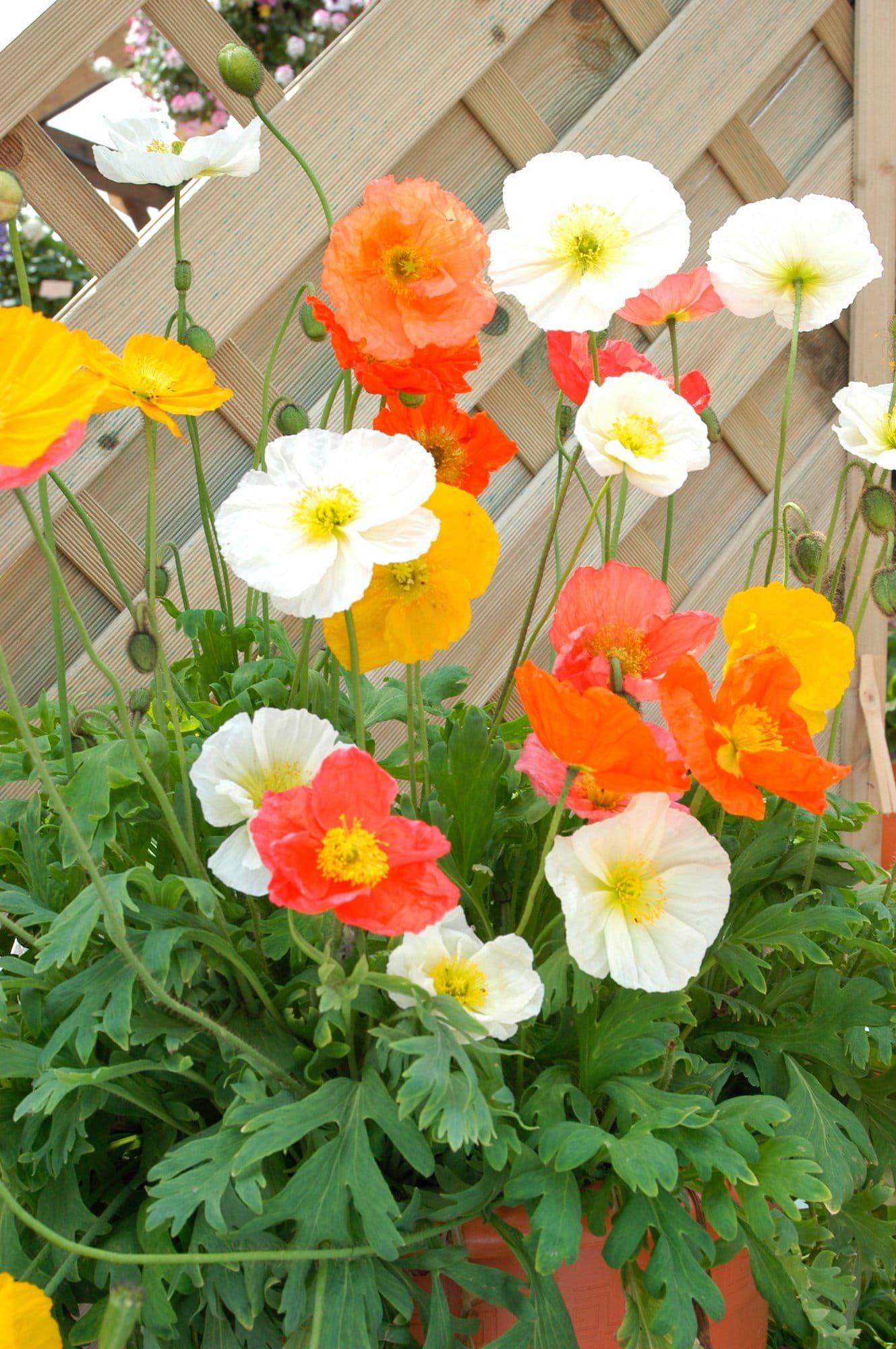 Papaver_Champagne_Bubbles_Mixed_02_comp_a2675159-68aa-49e5-bb2e-78e167735785.jpg