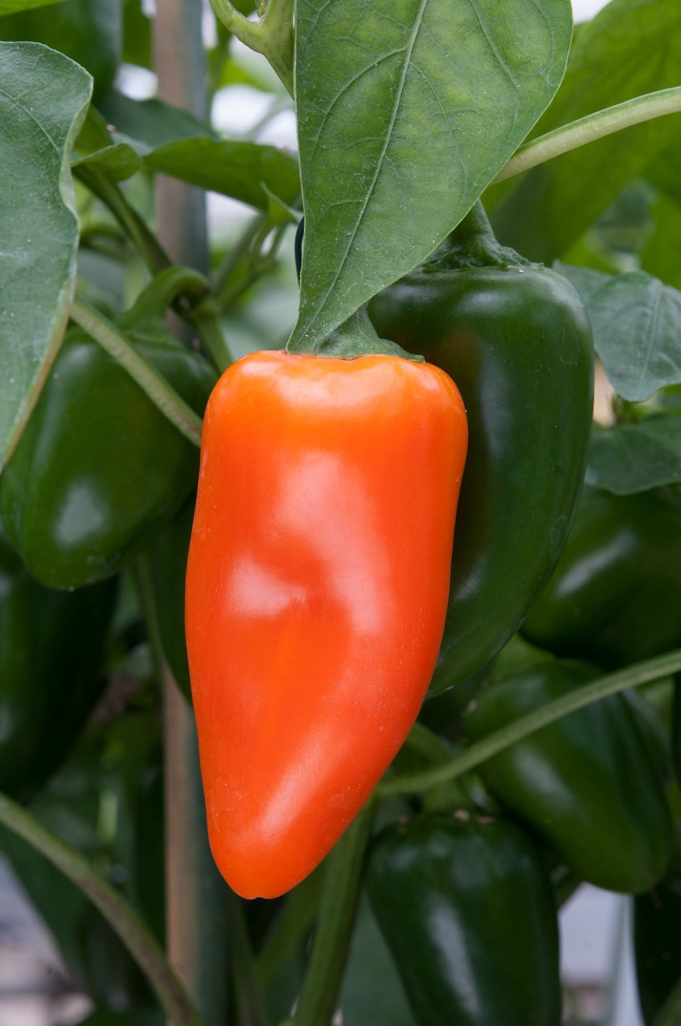 Pepper_Snack_Orange_01_comp_ee8404ee-1cde-4a53-bec1-74101331eb05.jpg