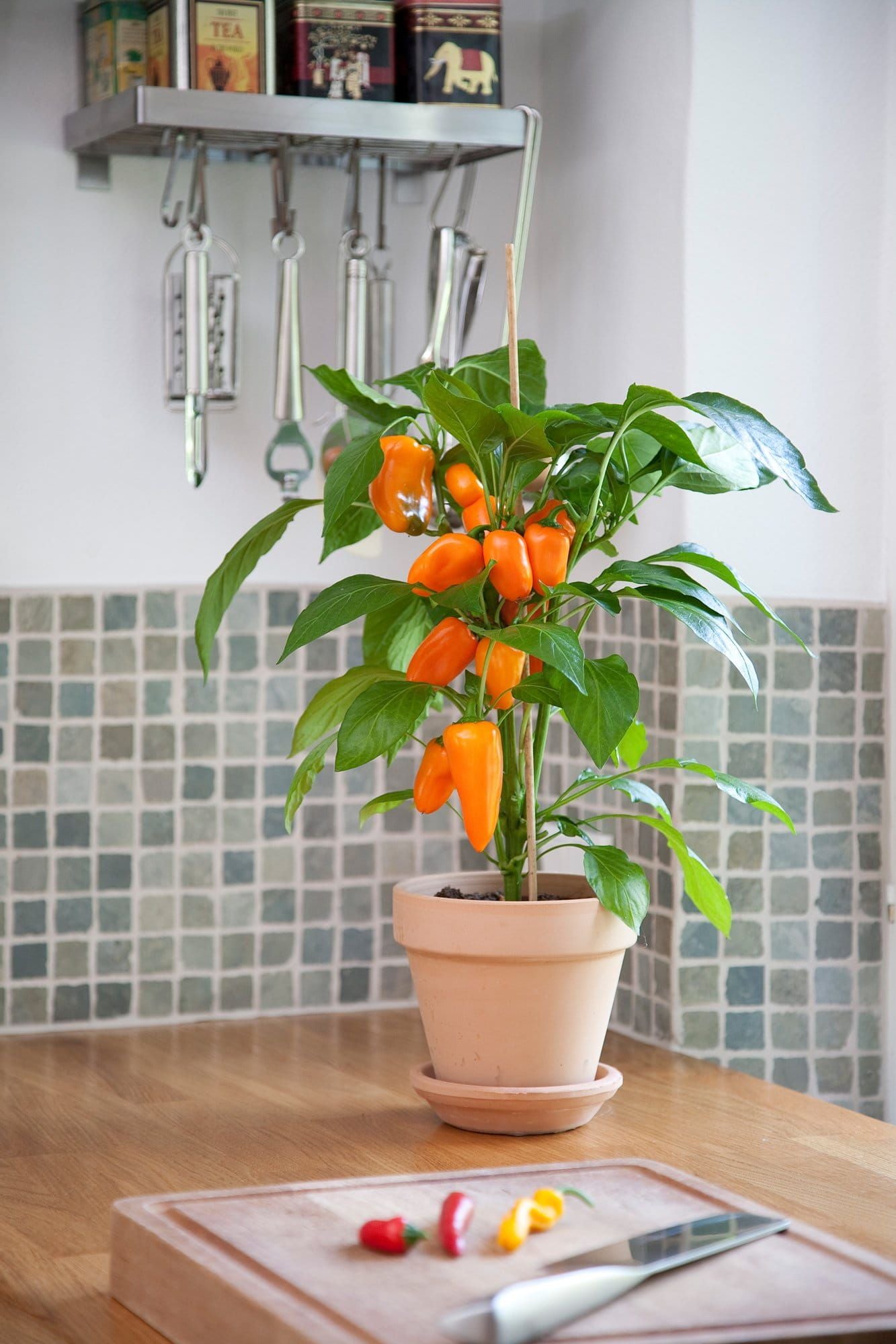 Pepper_Snack_Orange_02_comp_ebda0905-c43d-47cf-b59a-1901d63269c3.jpg