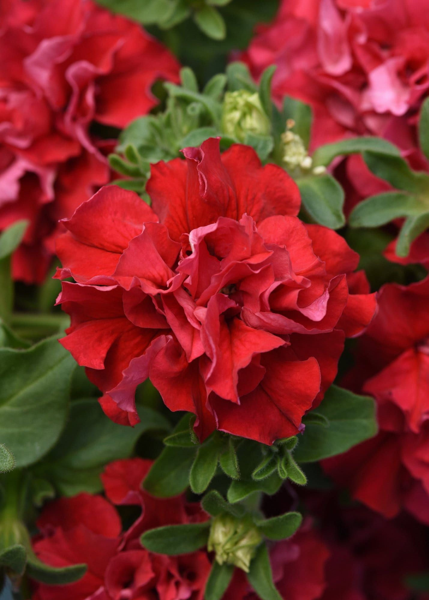 Petunia_Pirouette_Valentine_01_comp_3fa35db3-465a-4cd4-8c0b-8b5edd63a43e.jpg