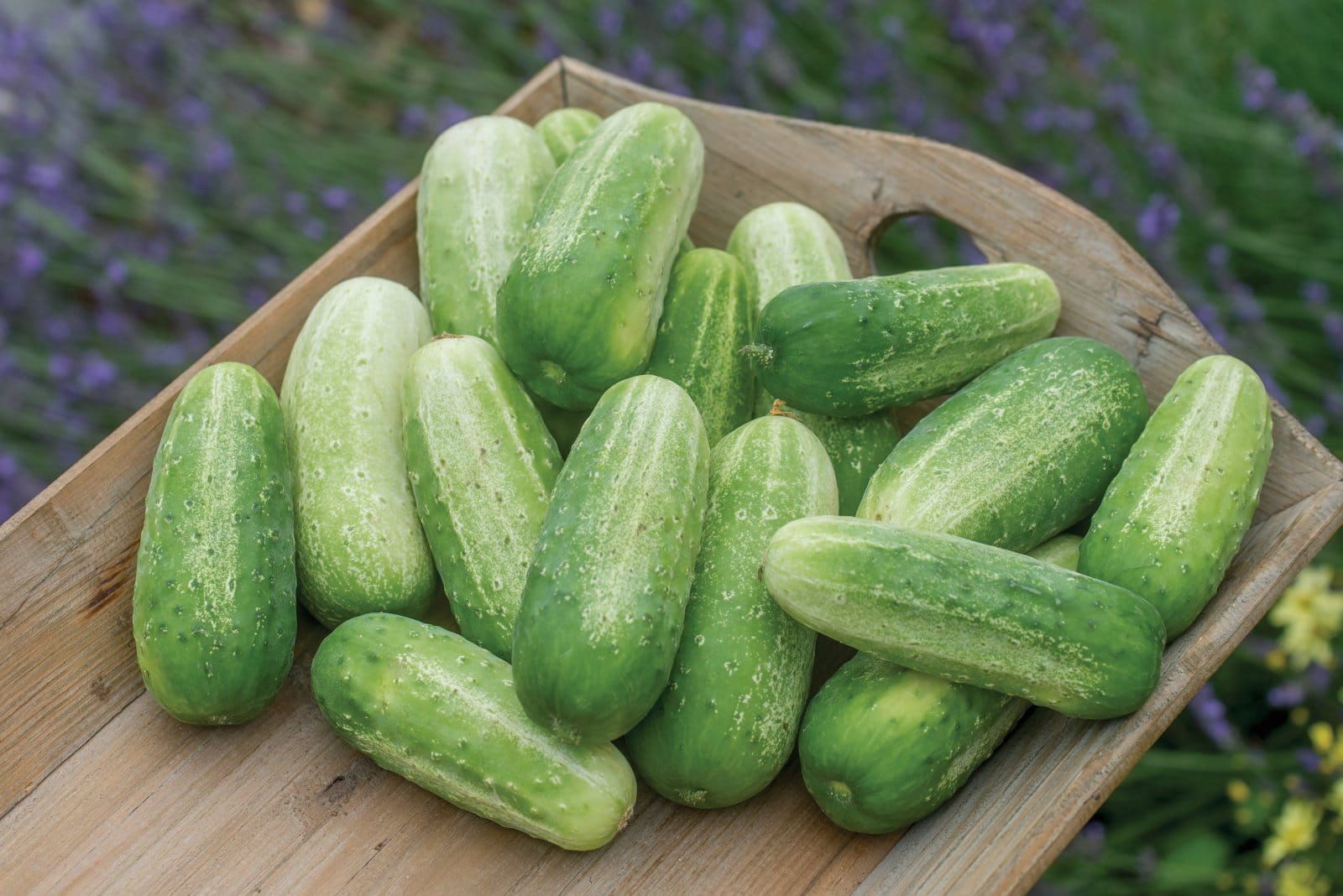 Picklebush-1_comp_79da2315-078b-49ac-9fe6-542e5484705c.jpg