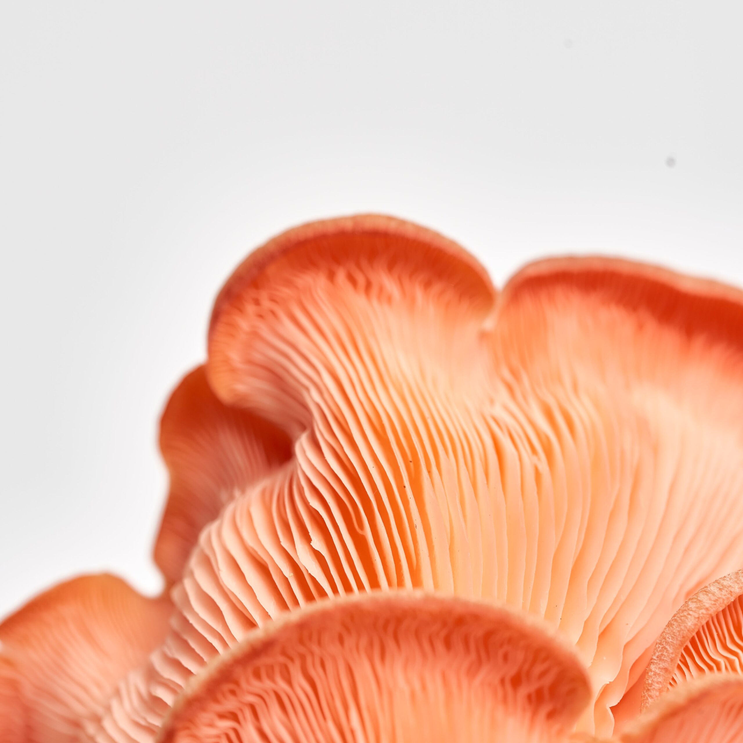 PinkOysterCloseUp-scaled-1.jpg