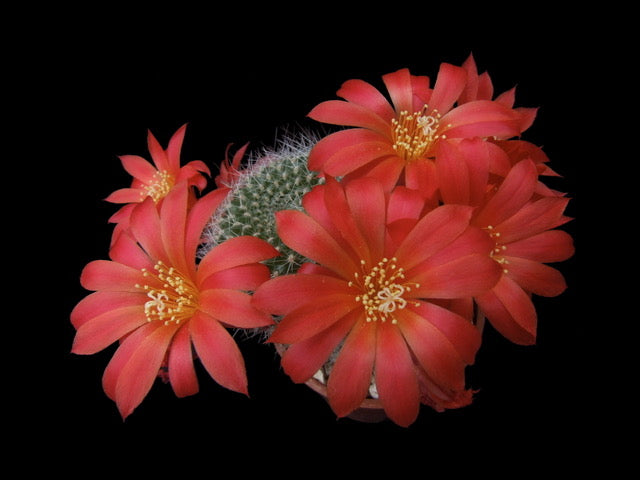 Rebutiasenilis_0d2fa197-4a1d-46f0-bb10-b66467870317.jpg