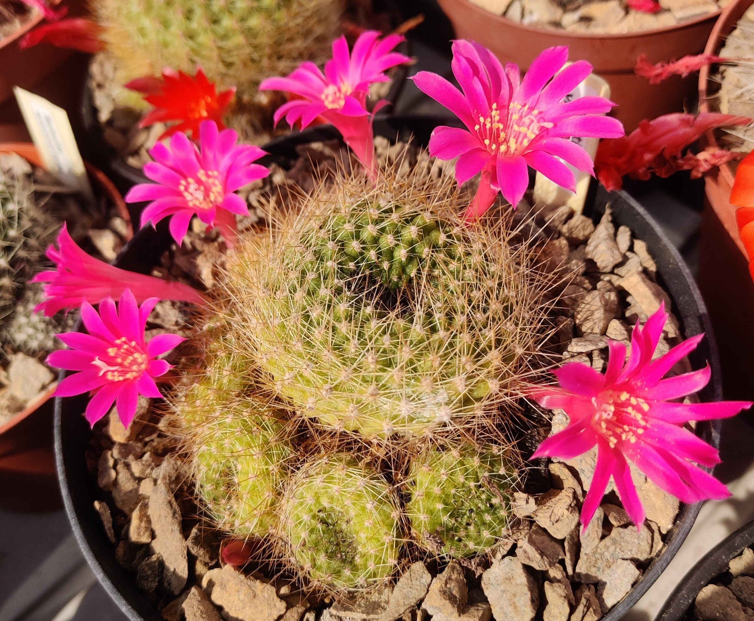 Rebutiaviolaciflora-scaled-1.jpg