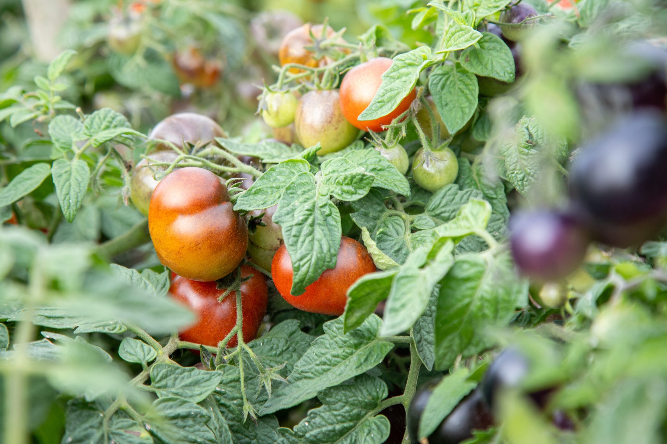 Tomato_Akoya_2-scaled-1.jpg