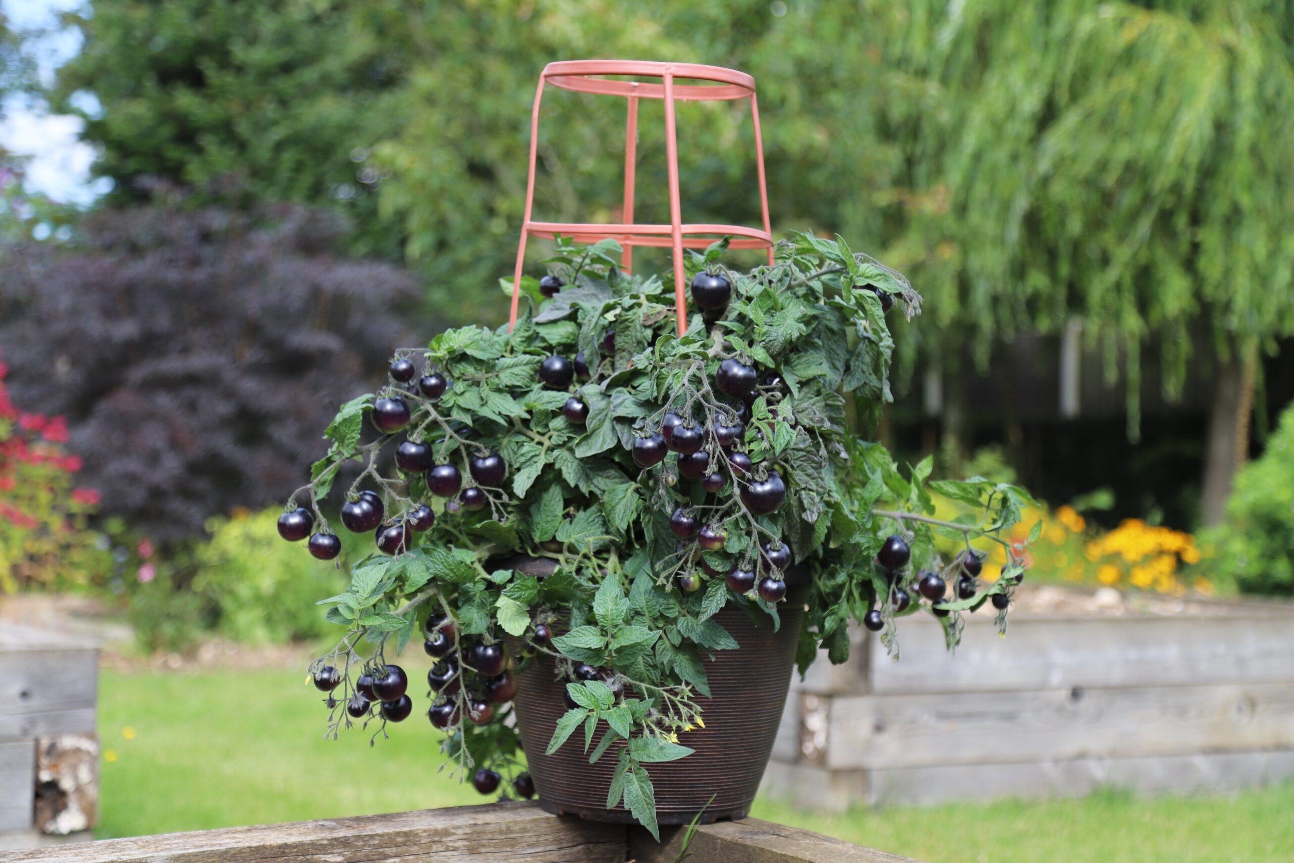 Tomato_Akoya_5-scaled-1.jpg