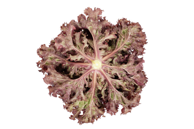 basil3.png