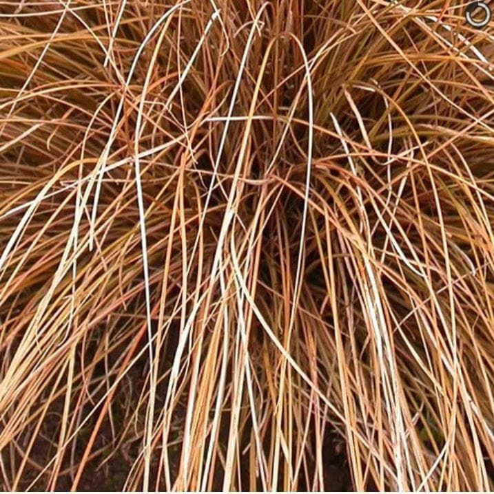 carex3_comp_f53128a5-9587-4aa8-b107-23f79bbc54c3.jpg