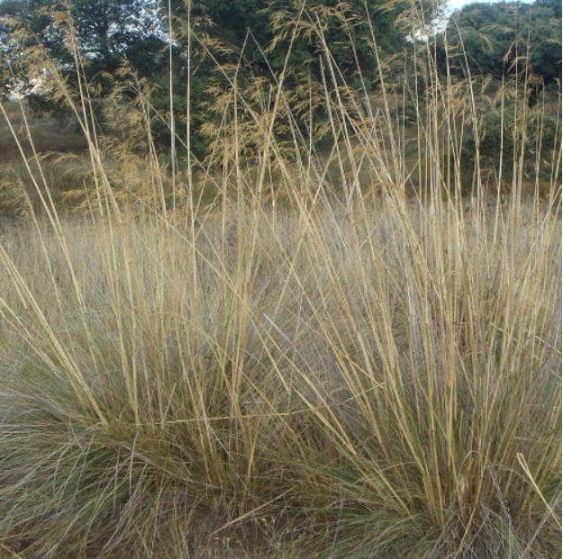 carex4_comp_b27e2b20-74f9-49ae-ba28-d31adfb47b05.jpg