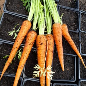 Carrot Nantes Seeds