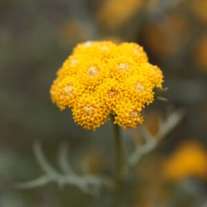 Lonas inodora Seeds