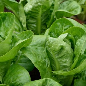 Organic Lettuce Maureen Seeds