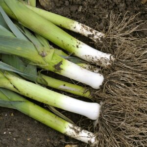Leek Blue de Solaise Seeds
