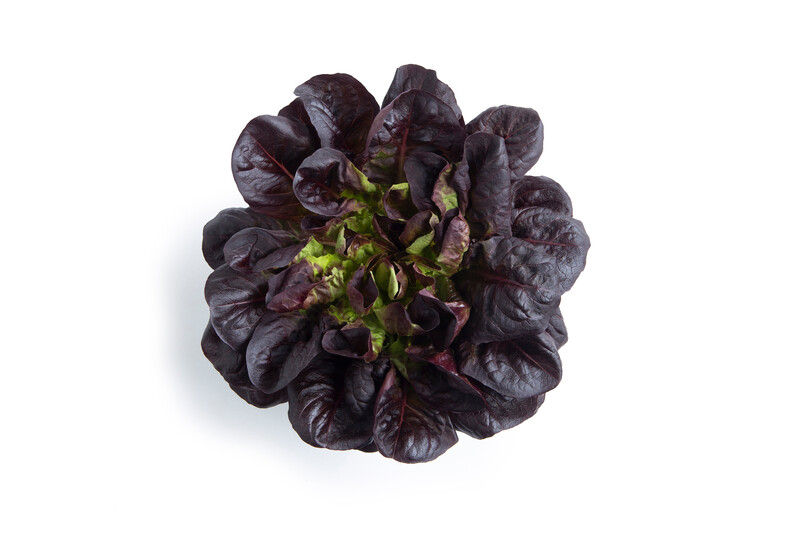manet1.png