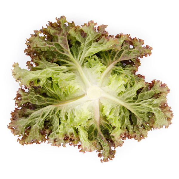 monz3.png